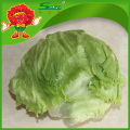 Китайский свежие овощи экспортер чистый органический зеленый айсберг салат